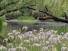 -上海共青森林公园