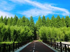 -黄海国家森林公园