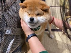 -逗柴咖啡屋·狗咖猫咖宠物桌游