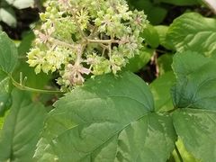 -黑龙江省森林植物园