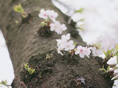 -西北湖绿化广场