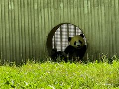 -卧龙中华大熊猫苑神树坪基地