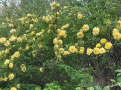 -济南国际园博园