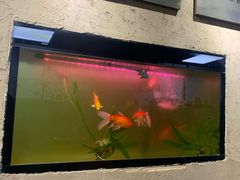 -老陕北抿节(范光胡同店)