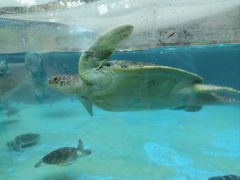 -海合安成都极地海洋公园