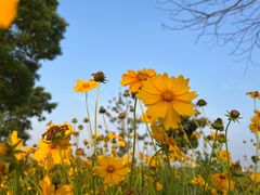 -西京湾花海