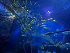 -太平洋海底世界