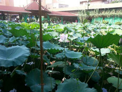 android_upload_pic-荷香居(洞企石路店)
