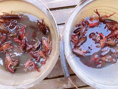 -同銮特种养殖场·龙虾垂钓