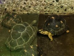 -上海大自然野生昆虫馆