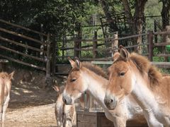 -青藏高原野生动物园