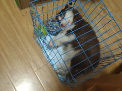 -圣宠动物医院·犬猫专科·影像中心·外科中心