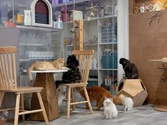 -楼上猫咖(罗湖店)