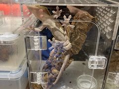 -酷以爬仙阁实体爬宠店·守宫·蜥蜴·专业繁育