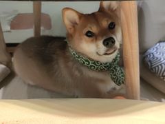 -逗柴咖啡屋·狗咖猫咖宠物桌游