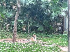 -深圳野生动物园