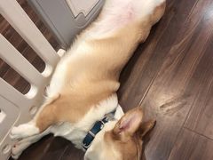 -柯斗斗主题餐厅·狗咖·围炉煮茶·茶饮(国瑞升平里店)