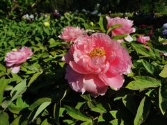 -莲花池公园