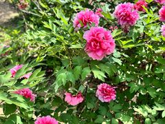 -洛阳市隋唐城遗址植物园