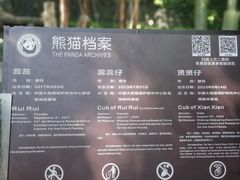 -都江堰中华大熊猫苑