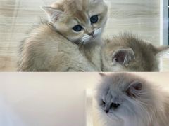 -青石桥花鸟鱼虫市场(叠翠城店)