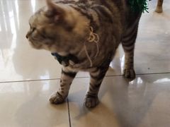-平行世界·猫咖(首经贸店)