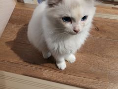 -瞄一喵猫咖(格力海岸店)