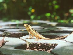 -鹅銮鼻公园