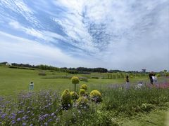 -空港花田景区