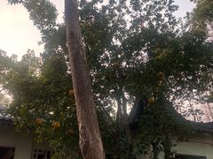 -浙江西子宾馆·瑶园咖啡厅