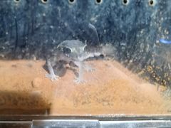 -酷以爬仙阁实体爬宠店·守宫·蜥蜴·专业繁育