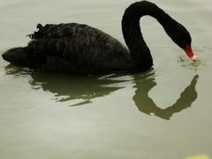 -鹅湖玫瑰文化园