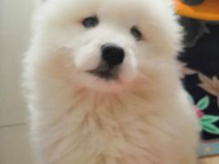 -翊宠yipet猫狗购宠庄园犬舍•猫舍