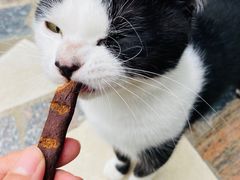 -喵屿·大理花园猫咖