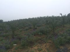 iphone_upload_pic-紫颐香薰山谷景区