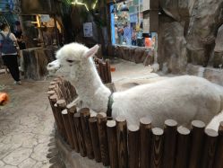 点击看大图 -宝燕乐园(闵行旗舰店)