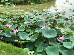-广西壮族自治区药用植物园