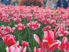 -玄武湖景区-情侣园游乐场