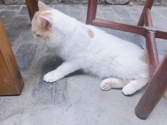 -喵屿·大理花园猫咖