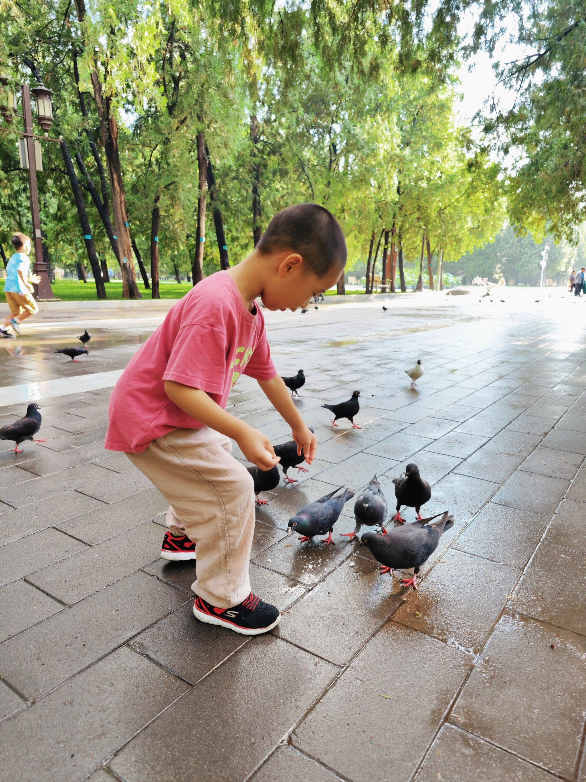 【地坛公园必打卡】喂鸽子