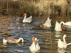 -金塔沙漠胡杨林景区