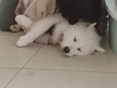 -怪兽屋·羊驼·猫咖·狗咖(俊华广场店)