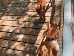 -北京鹿世界主题园