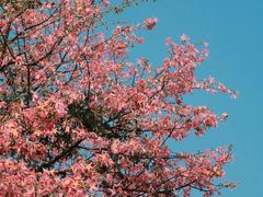 -莲花山公园
