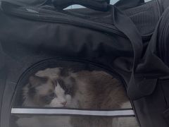 -纳吉亚猫专科动物诊疗中心(蒋宅口分院)