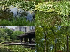-洋湖国家湿地公园