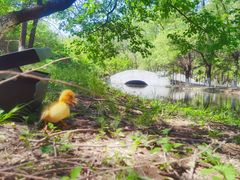 -长白岛森林公园