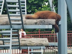 -西霞口神雕山野生动物世界