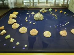 -青岛贝壳博物馆