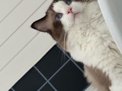 -福懋动物医院·犬猫全科·外科·重症科(杏林分院)